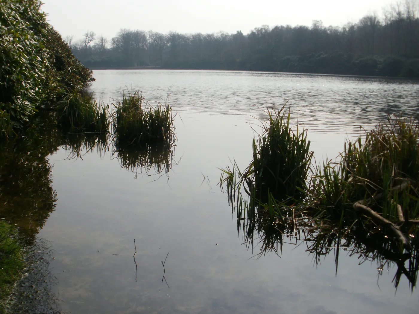 Obelisk Pond in Windsor Great Park by day. The Illuminated trail runs through the woodland around it after dark.